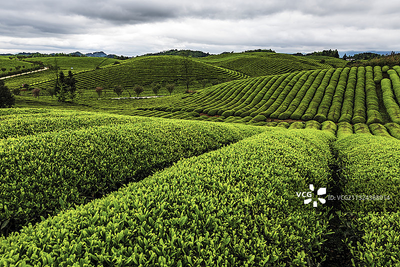 贵州省遵义湄潭茶海之心图片素材