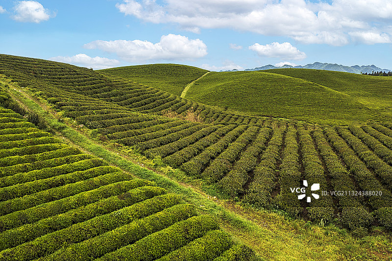 贵州省遵义湄潭茶海之心图片素材
