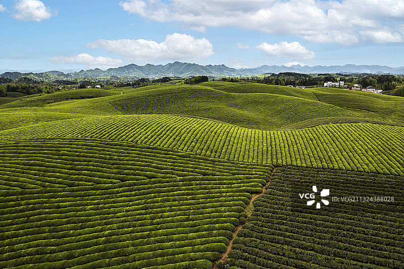 贵州省遵义湄潭茶海之心图片素材