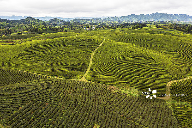 贵州省遵义湄潭茶海之心图片素材