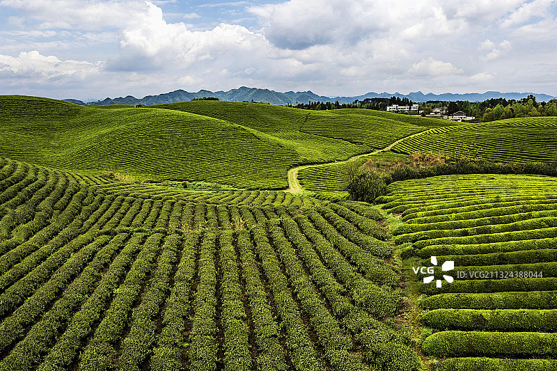 贵州省遵义湄潭茶海之心图片素材