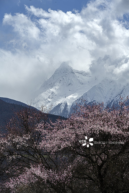 林芝桃花图片素材