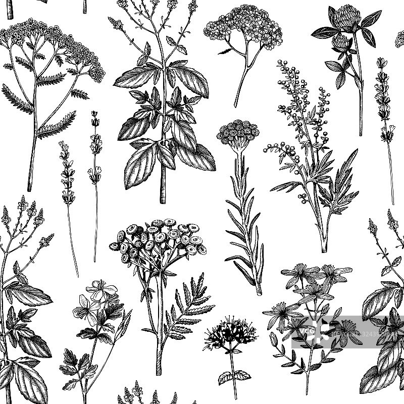 手绘香料植物背景图片素材