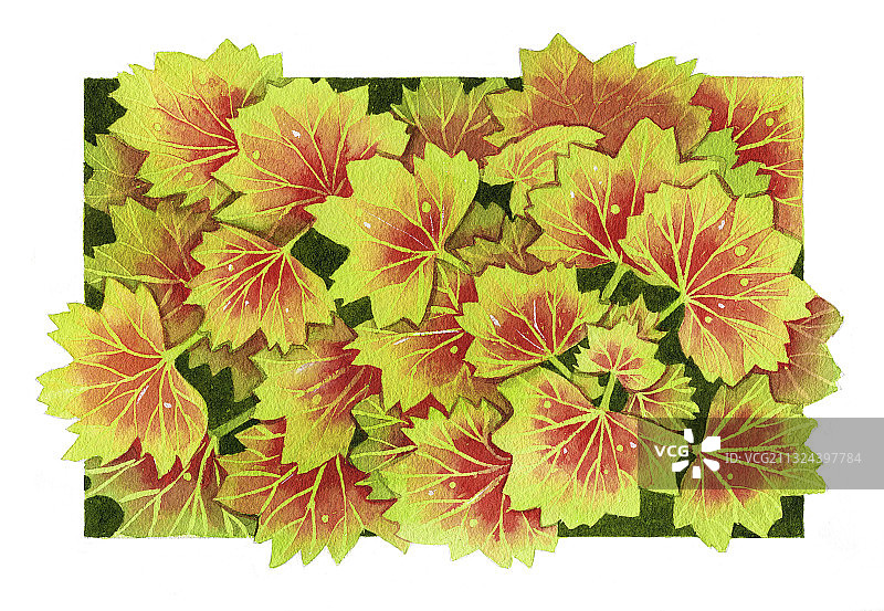 手绘水彩植物叶子群天竺葵素材元素插画图片素材