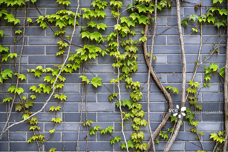 爬山虎图片素材