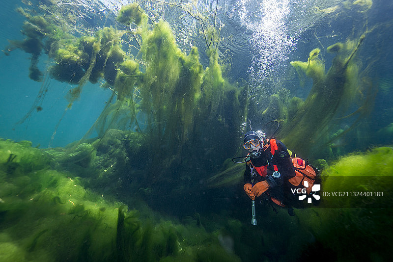 在莱茵河水域与水生植物和藻类一同潜水的潜水员图片素材