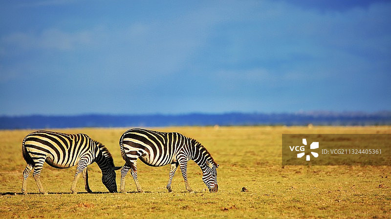 觅食小伙伴图片素材