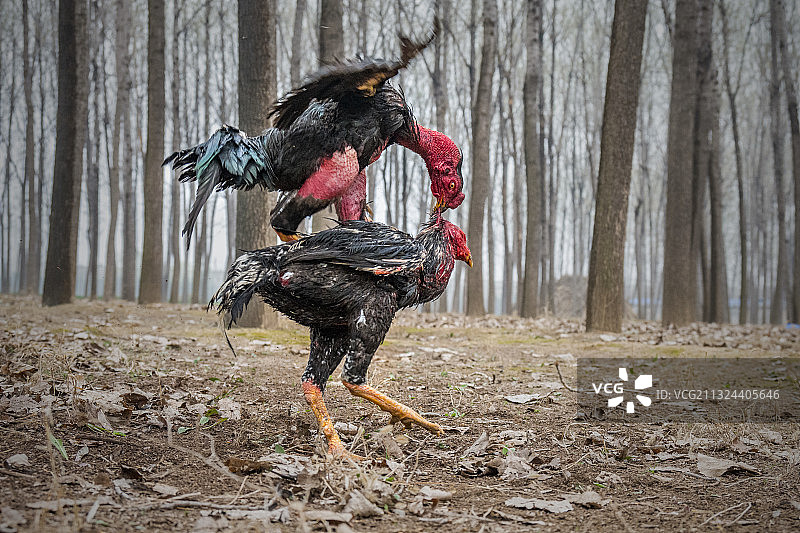 中原斗鸡图片素材