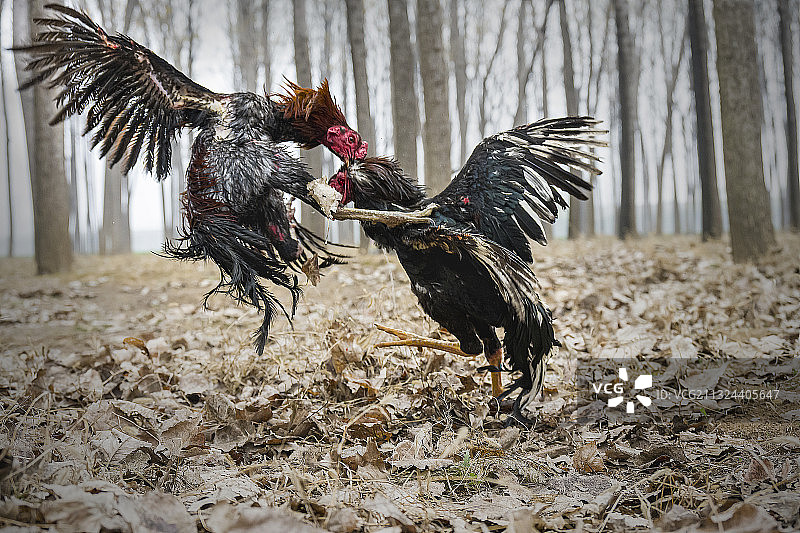 中原斗鸡图片素材