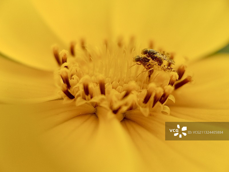 戏花间图片素材