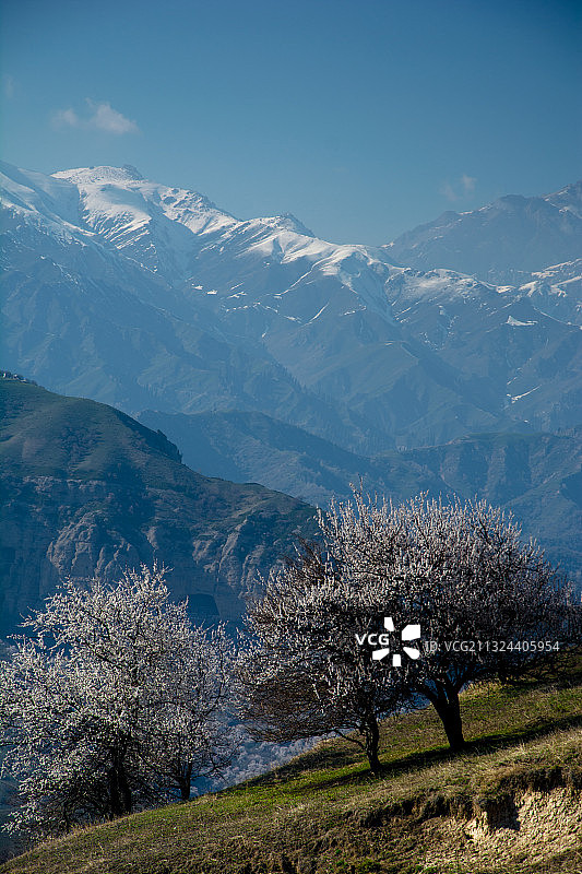 伊犁霍城县大西沟野杏花图片素材