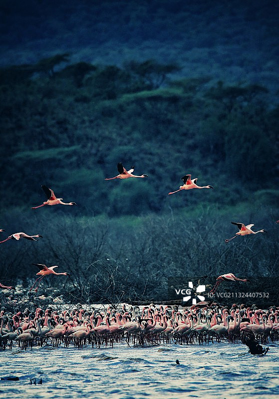 纳库鲁的火烈鸟图片素材