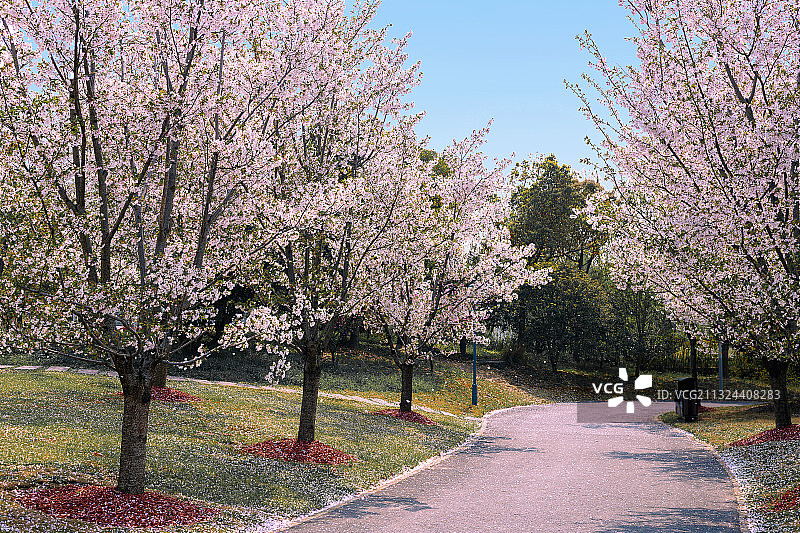 落“樱”缤纷图片素材