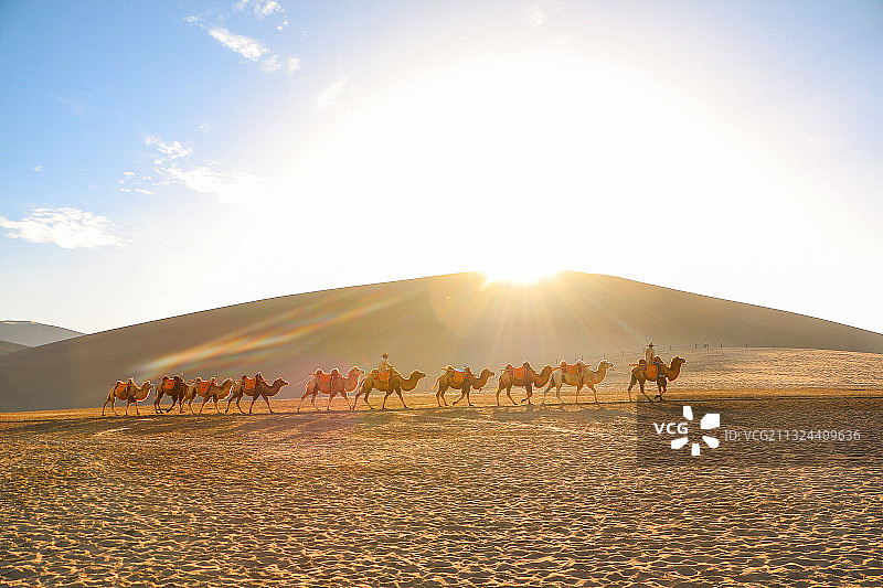 月牙泉沙漠骆驼图片素材