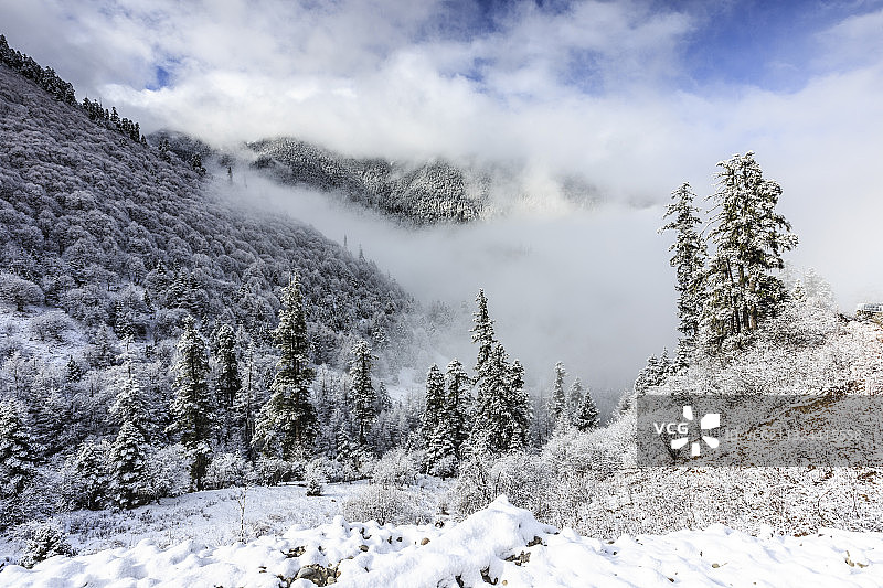鲁朗林海图片素材