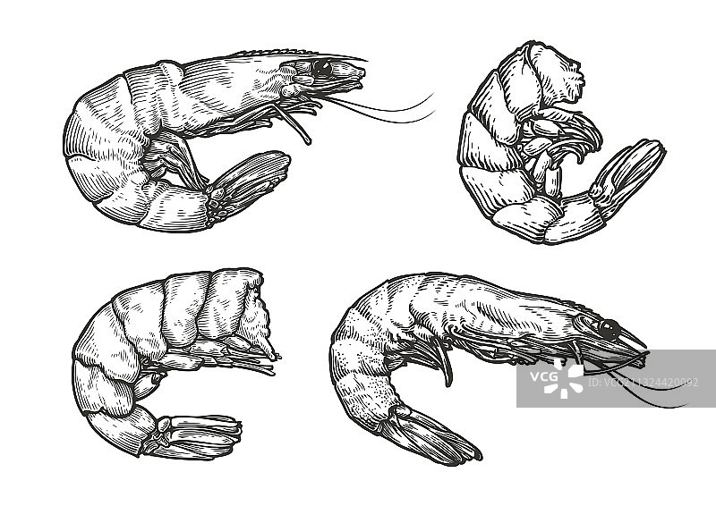 复古风虾海鲜食品速写图片素材