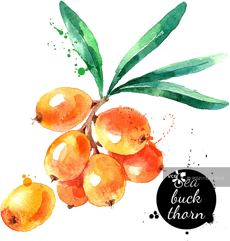 手绘水彩沙棘绘画图片素材