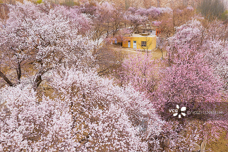 南疆杏花村图片素材