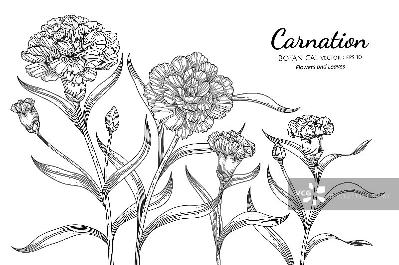 手绘康乃馨花叶植物图图片素材