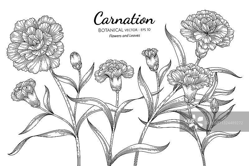 手绘康乃馨花叶植物图图片素材