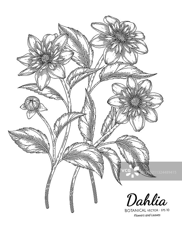 大丽花和叶子手绘套装图片素材