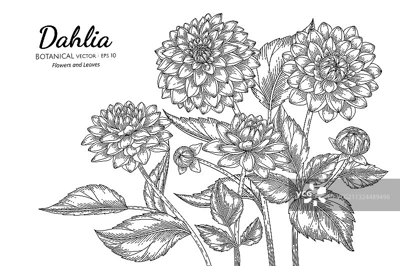 手绘植物大丽花与叶子图片素材