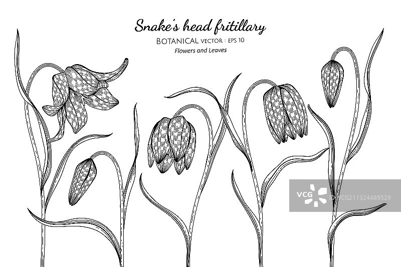 手绘蛇头贝母花叶图片素材