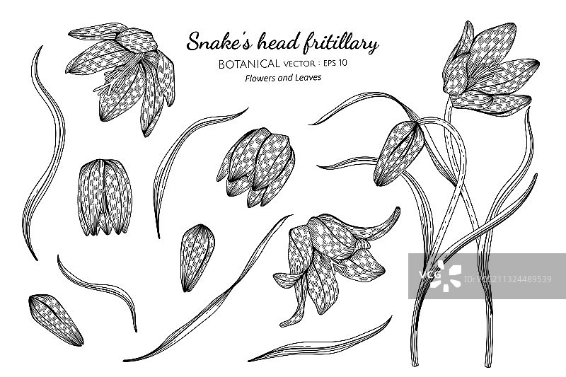 贝母花与叶子素材图片素材