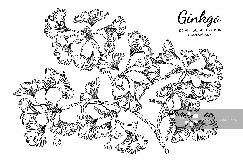 手绘银杏植物线条艺术图片素材