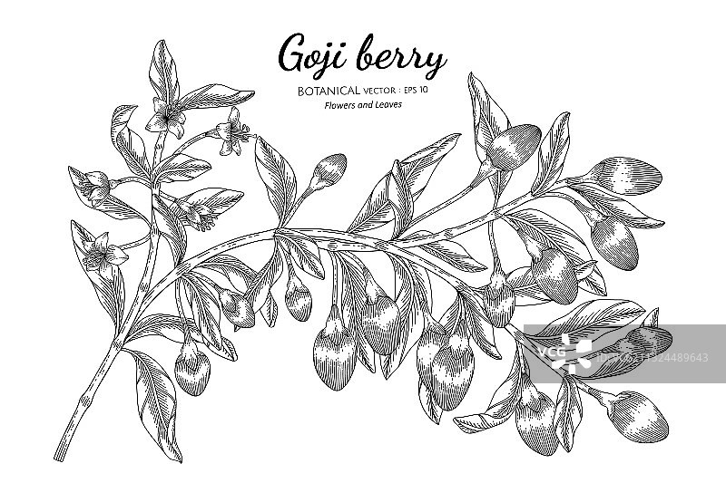 枸杞手绘植物线条图片素材