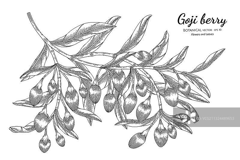 枸杞手绘植物线条图片素材