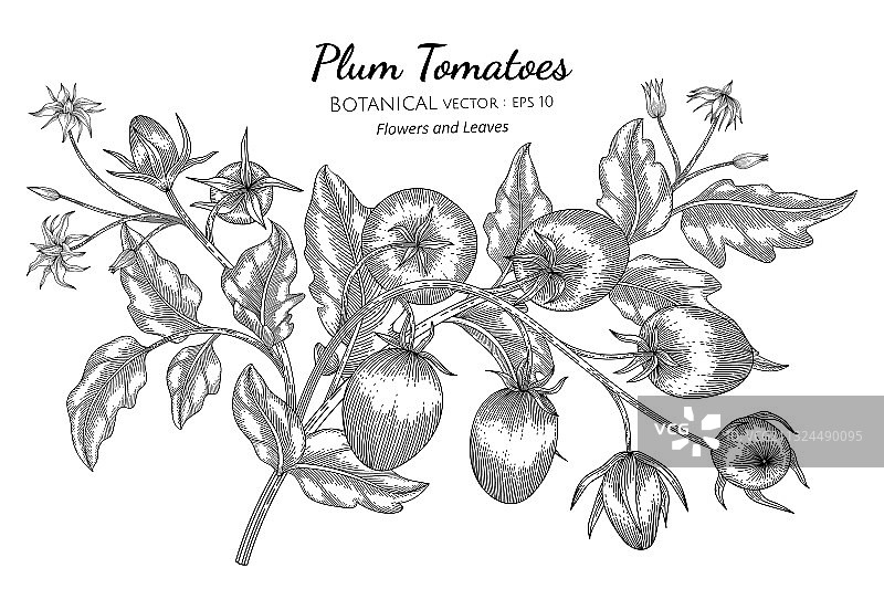 李子番茄手绘植物线条艺术图片素材