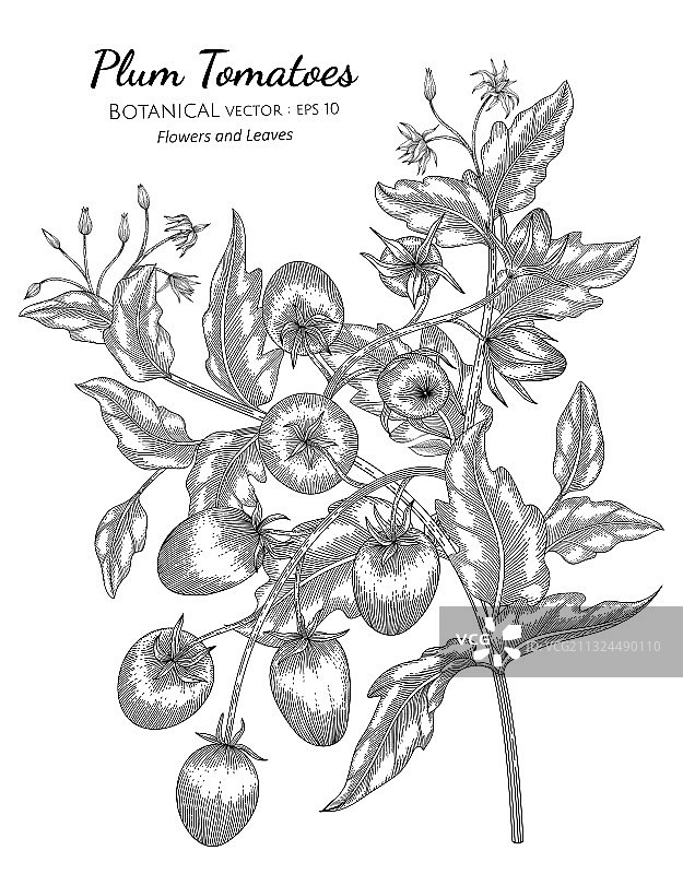 李子番茄手绘植物线条艺术图片素材