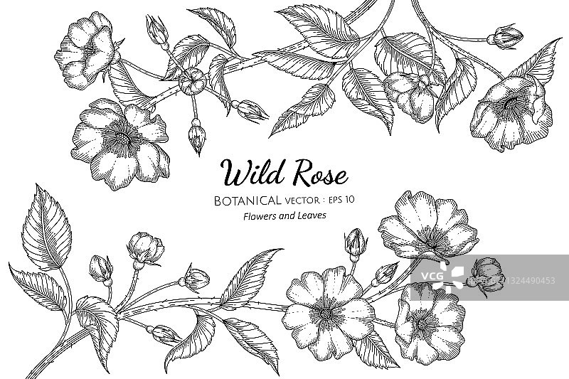 手绘野生玫瑰花叶植物图图片素材