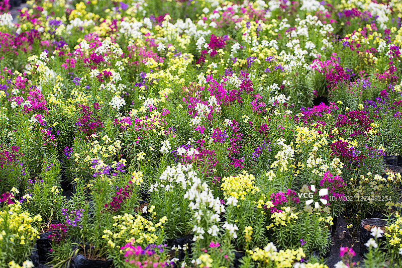 南宁花卉公园图片素材