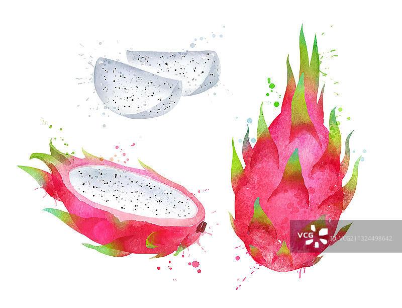 水彩火龙果图片素材