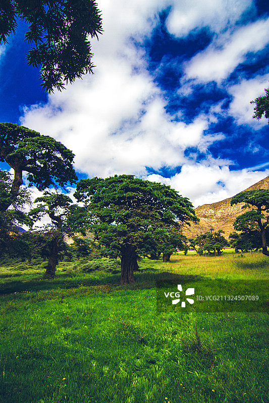 西藏错那县沙棘林图片素材