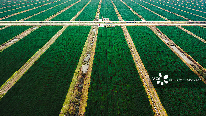 崇明的水稻田图片素材