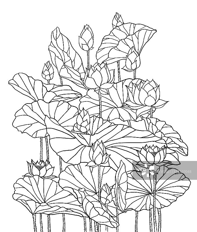 荷花-莲花池图片素材