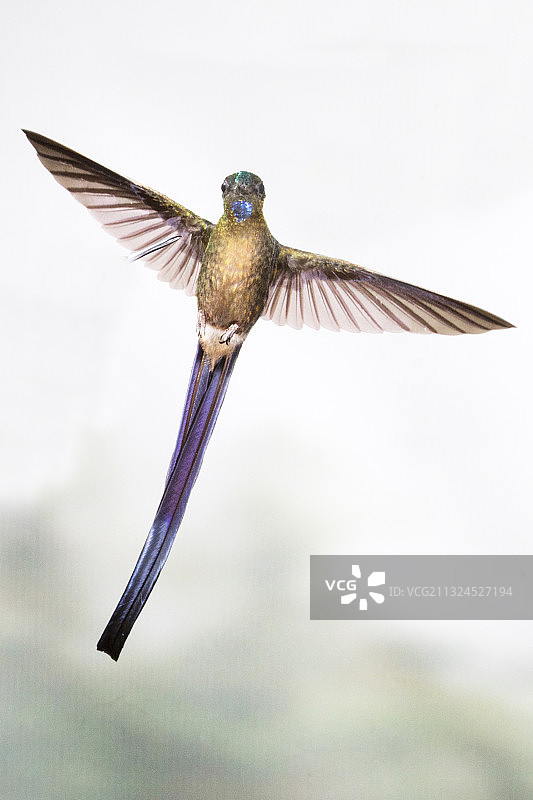 雄性紫尾蜂鸟飞行图片素材