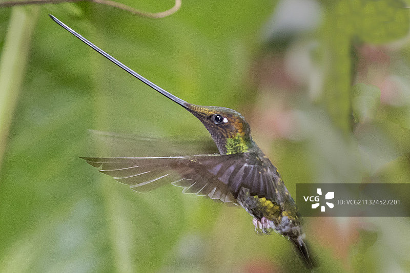 雄性剑嘴蜂鸟飞行图片素材