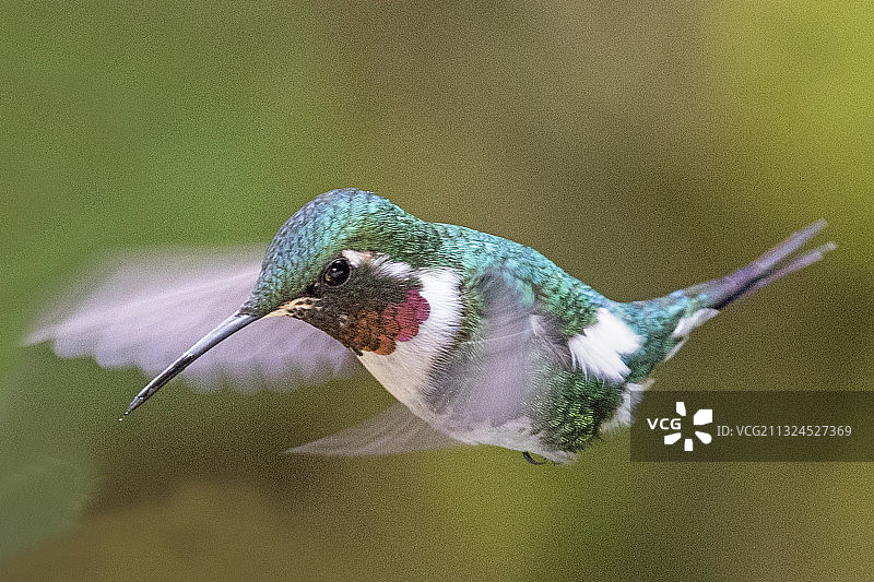 雄性白腹林星蜂鸟飞行图片素材