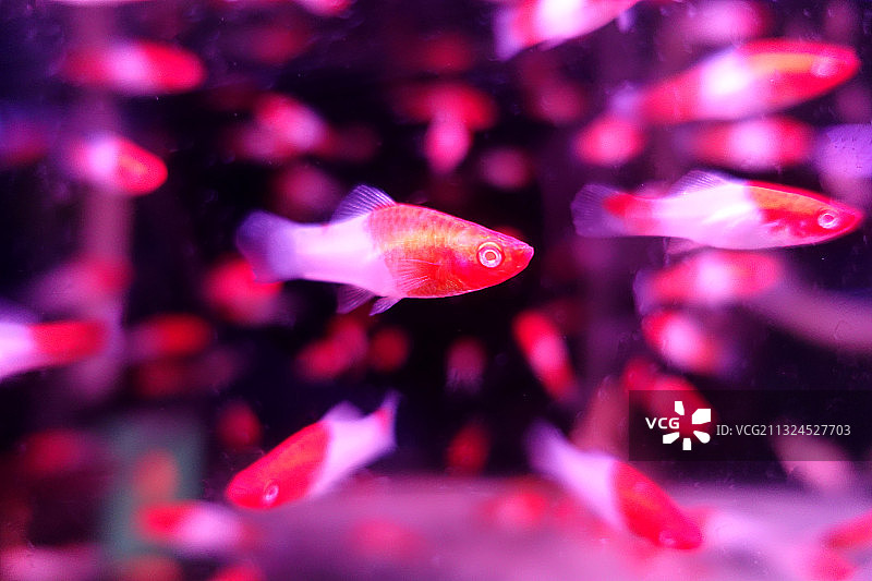 水族箱里的热带鱼观赏鱼图片素材