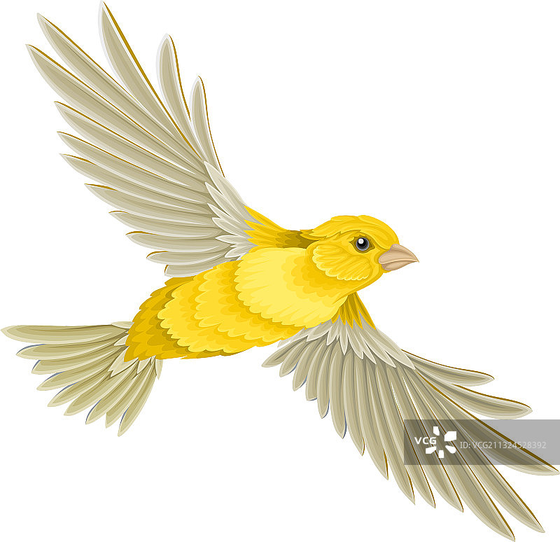 鸟类：恒温脊椎动物图片素材