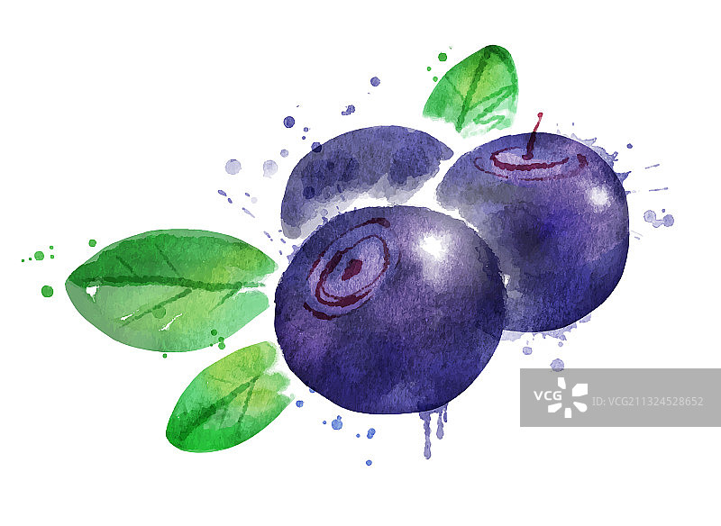 水彩越橘图片素材