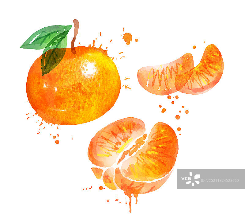 水彩柑橘图片素材