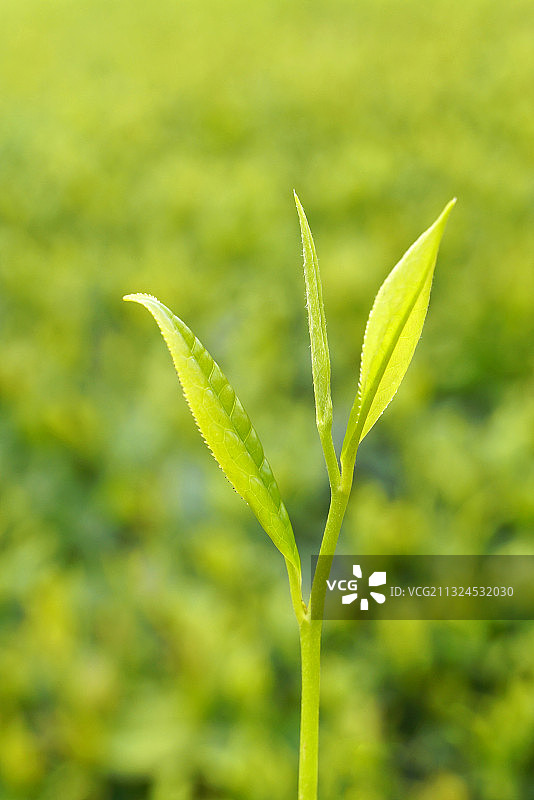 清明时节的茶叶新芽图片素材