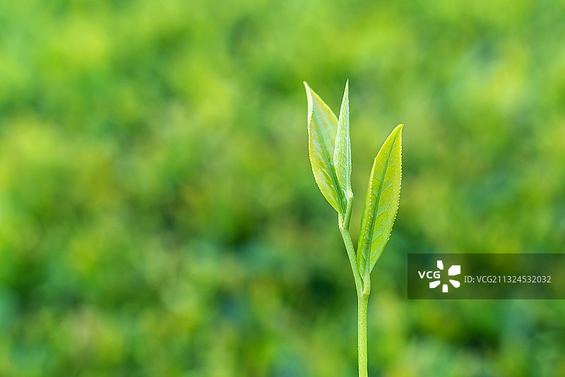 清明时节的茶叶新芽图片素材