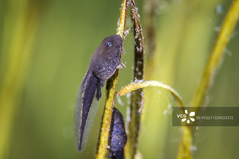 长出后腿的蝌蚪（后期）图片素材