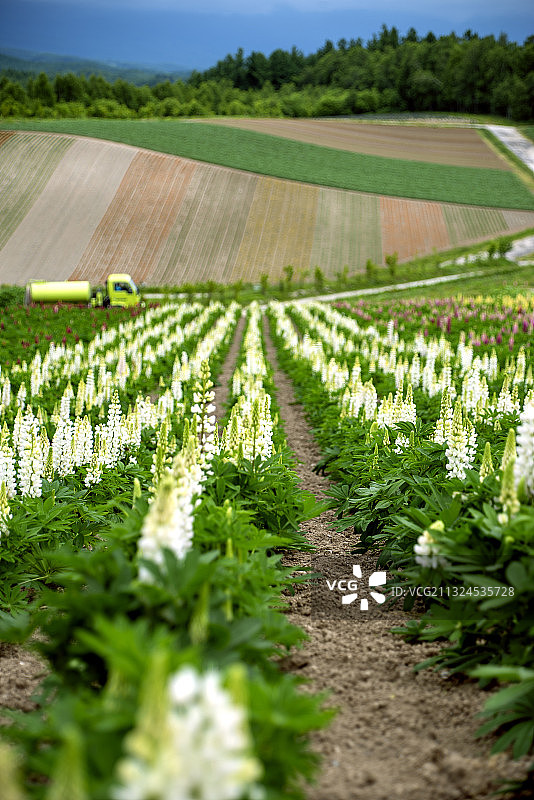 花田-鲁冰花-摄于北海道富良野图片素材